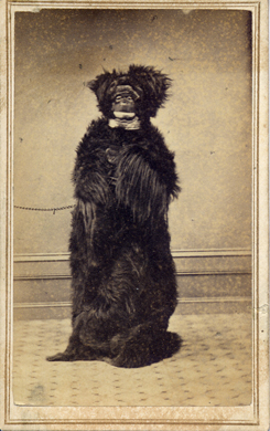 Jane Stuart dressed in a gorilla costume, from the NHS collections.