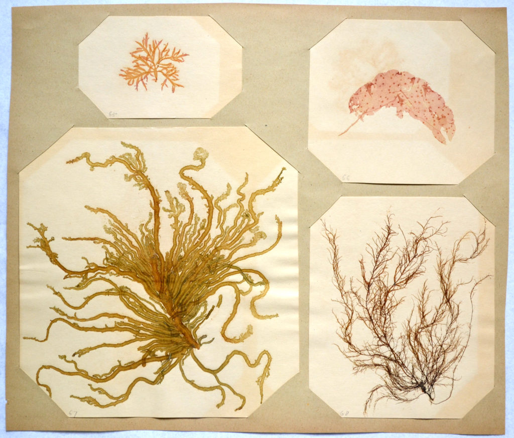 Newport Historical Society Flowers from the Ocean The History of